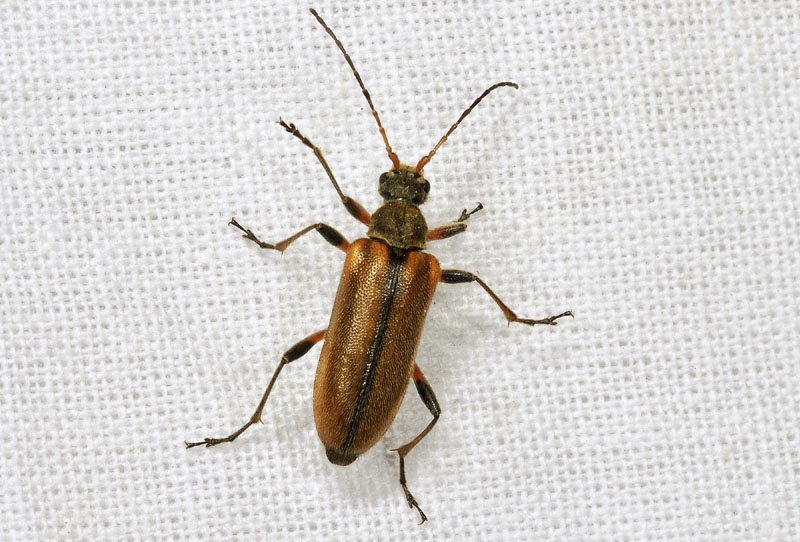 Cerambycidae: Cortodera humeralis humeralis